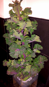 20160412_195118_resized